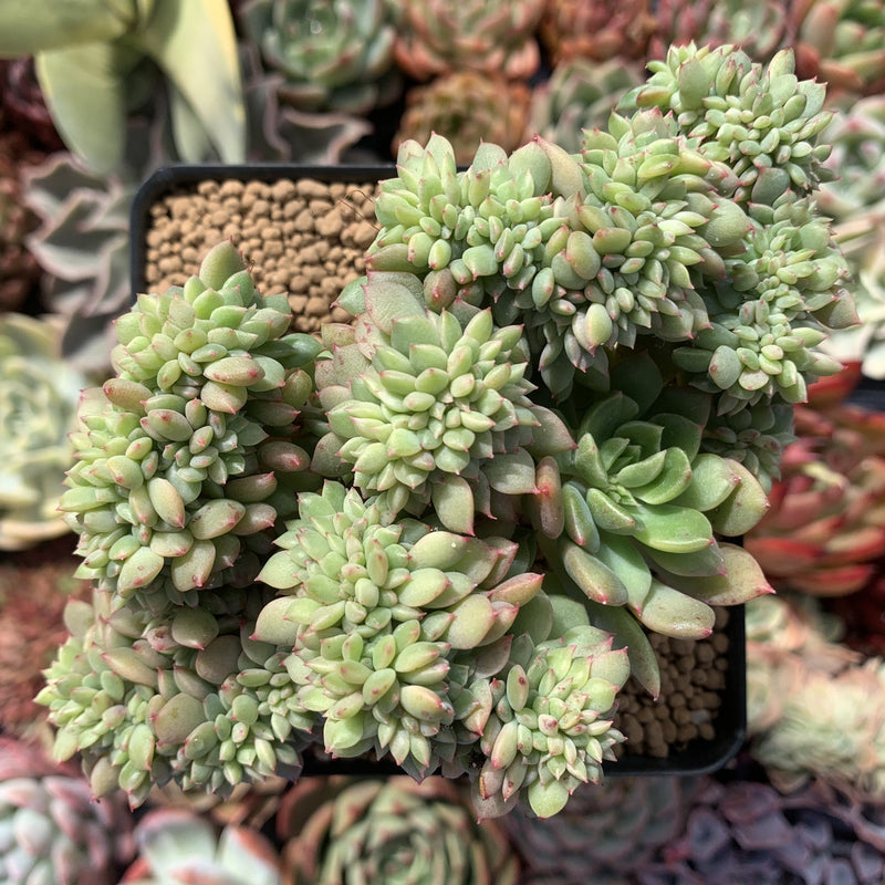 Echeveria ‘Leisal’ Crested Cluster 4” Succulent Plant – True Succulents ...