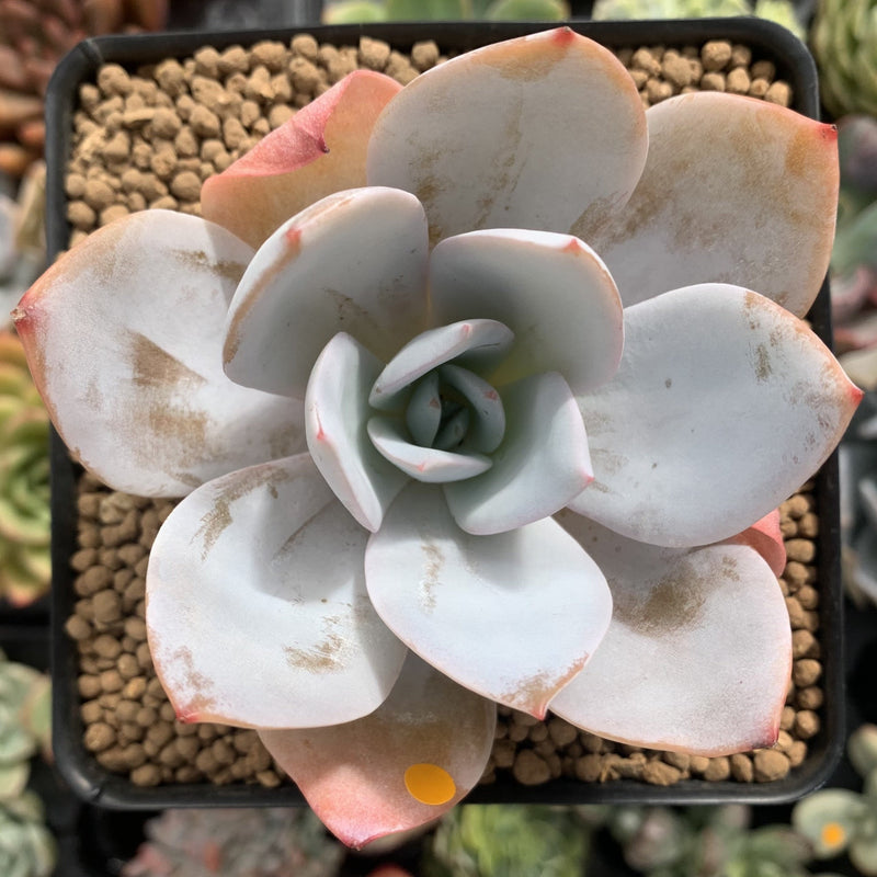 Echeveria 'White Lotus' 3" Powdery Succulent Plant