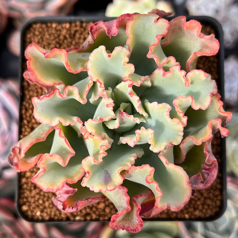 Echeveria 'Aquarius' 2"-3" Succulent Plant