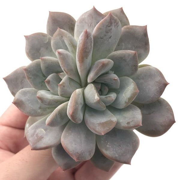 Pachyphytum cv 'Frevel' 3"-4" Powdery Succulent Plant