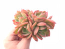Echeveria Agavoides Forsythia Cluster 3” Rare Succulent Plant