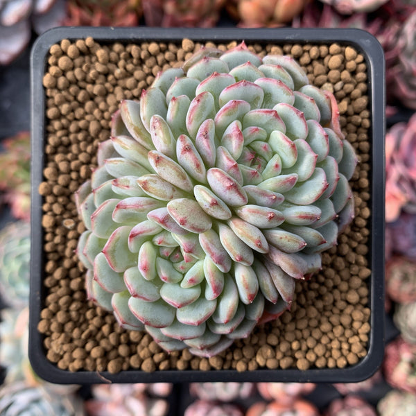 Echeveria 'White Farm' Double Headed Cluster 2"-3" Succulent Plant