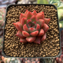 Echeveria Agavoides 'Almond' New Hybrid 1" Succulent Plant