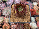 Echeveria Agavoides 'Lipstick' 2"-3" Succulent Plant