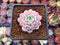 Echeveria 'Amazing Grace' 1" Succulent Plant