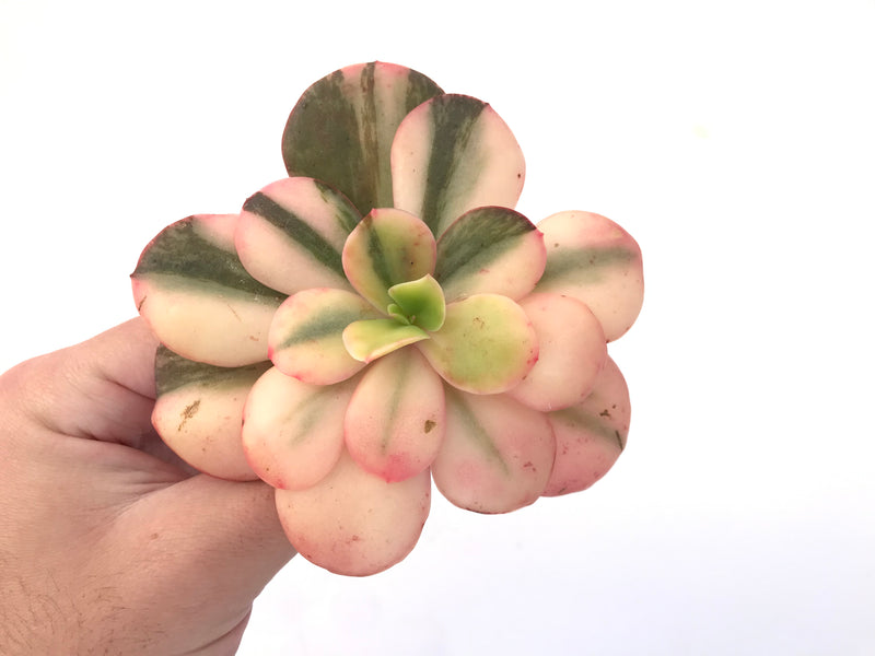 Echeveria 'Primadonna' Variegated 3"-4" Succulent Plant