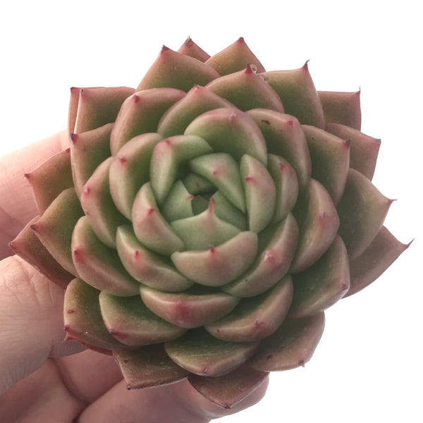 Echeveria Agavoides 'Spicy' 3" Succulent Plant