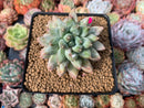 Pachyphytum Compactum 'Glaucum' 3" Succulent Plant