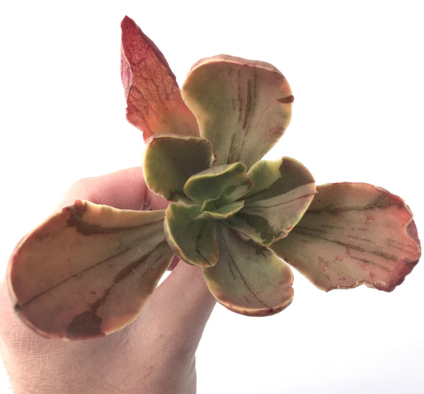 Echeveria 'Fimbriata' Variegated AKA 'Fasciculata' 5" Succulent Plant