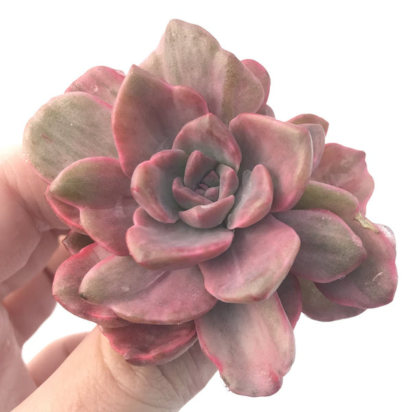 Graptoveria 'Mrs Richards' Variegated 3" Succulent Plant