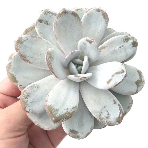 Echeveria 'Laui' 5" Powdery Succulent Plant