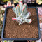 Cotyledon 'Orbiculata' Variegated 1" Succulent Plant