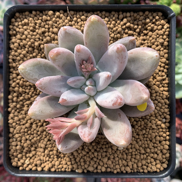 Echeveria 'Tolimanensis' 4" Large Succulent Plant