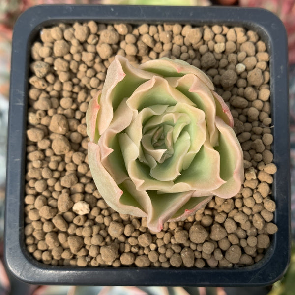 Echeveria "ChinChin' 1" New Hybrid Succulent Plant