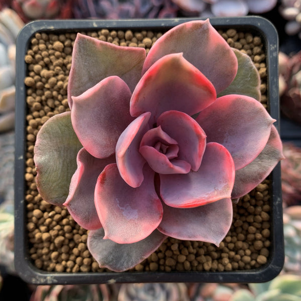 Echeveria 'Rainbow' Variegated 2"-3” Rare Succulent Plant