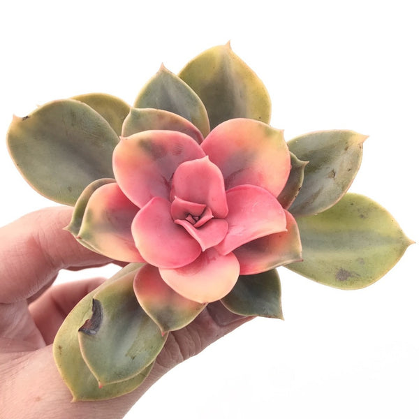 Echeveria 'Rainbow' Variegated 3" Succulent Plant