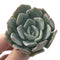 Echeveria 'Milkis' 2" New Hybrid Powdery Succulent Plant