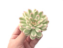 Echeveria 'Mebina' Variegated Large 3"-4" Succulent Plant