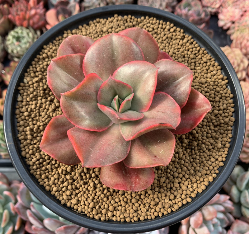 Echeveria 'Minigosaong' Variegated 4" Large Succulent Plant