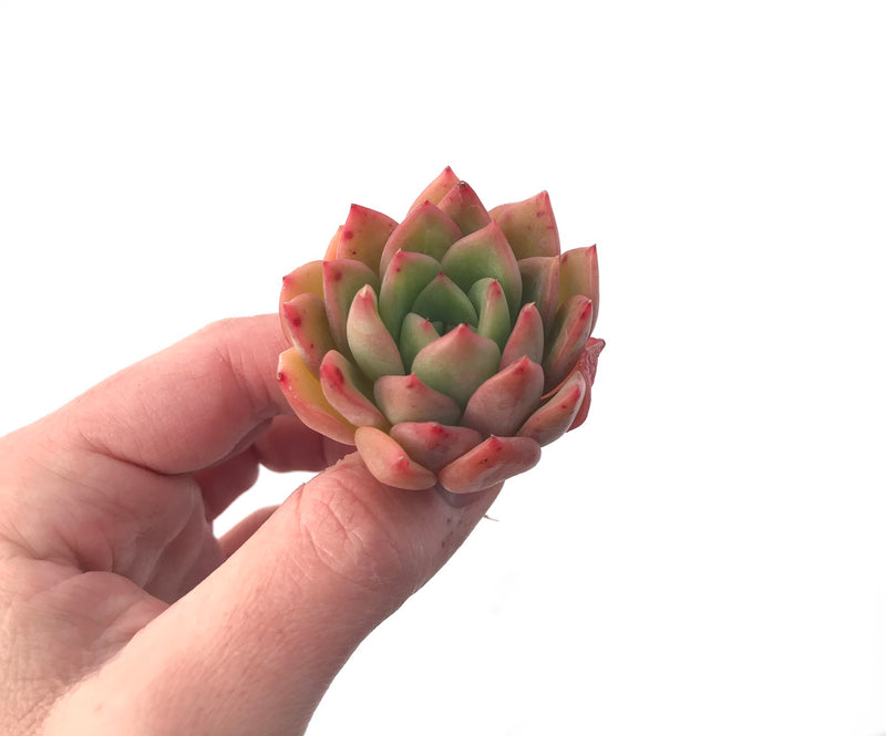 Echeveria Agavoides 'Timmo' 1" Rare Succulent Plant