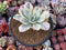 Echeveria 'Japan Moon River' Variegated 3"-4" Succulent Plant