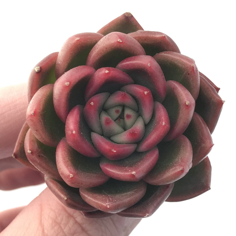 Echeveria Agavoides 'Cagliari' 1" Succulent Plant