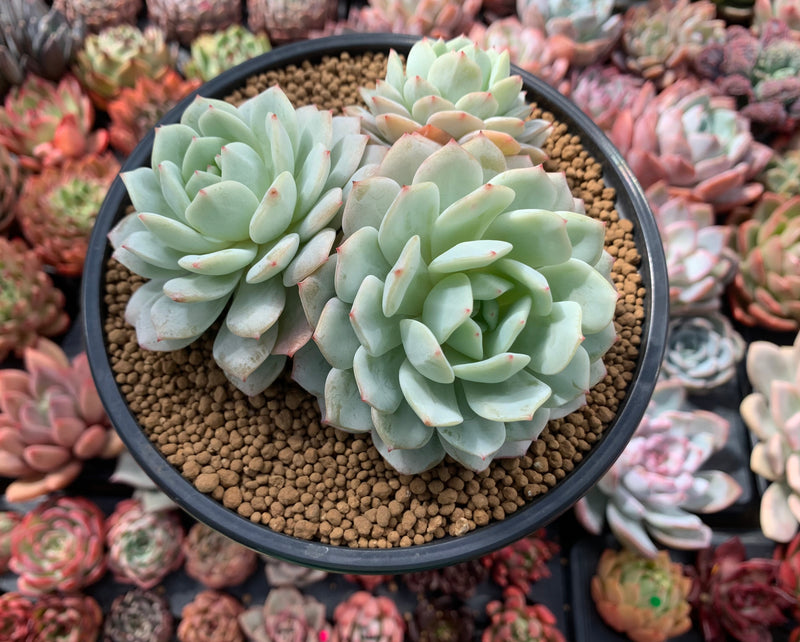 Echeveria 'Berry pink' 4"-5" Cluster Succulent Plant