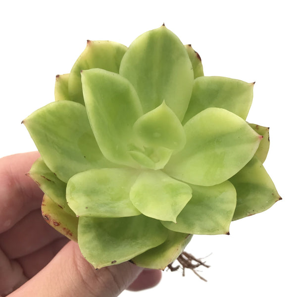 Echeveria 'Golden Glow' Variegated 2"-3" Rare Succulent Plant