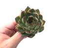 Echeveria 'Amor' 3"-4" Succulent Plant