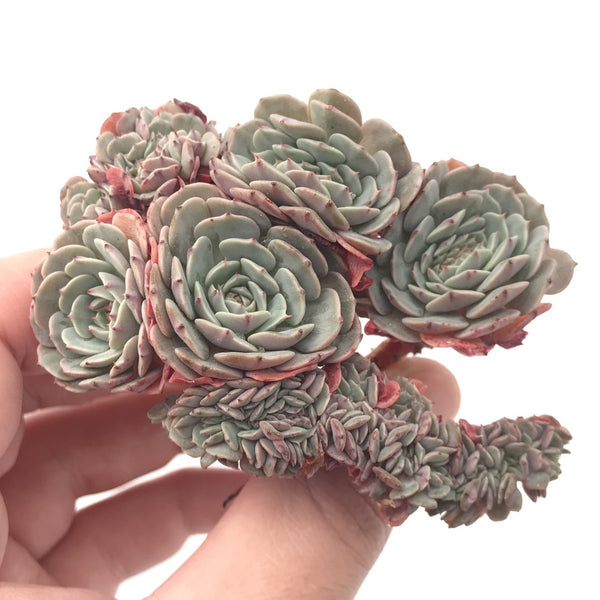 Echeveria 'Tuxpan' Crested Cluster 3" Rare Succulent Plant