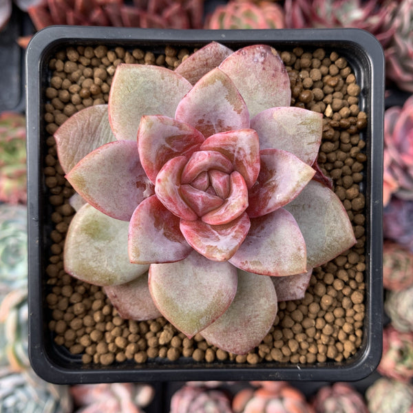 Echeveria 'German Champaign' 2" Succulent Plant