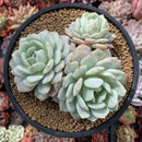 Echeveria 'Berry pink' 4"-5" Cluster Succulent Plant