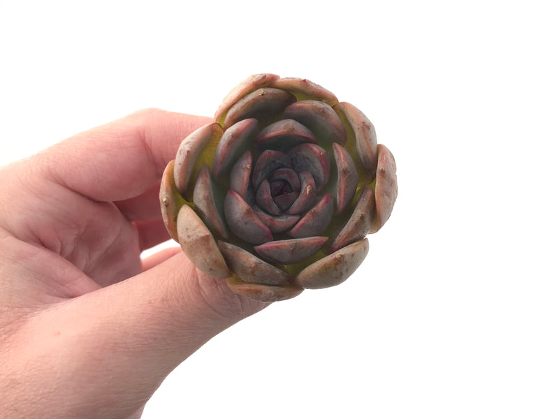 Echeveria 'Mirine' 2" Succulent Plant