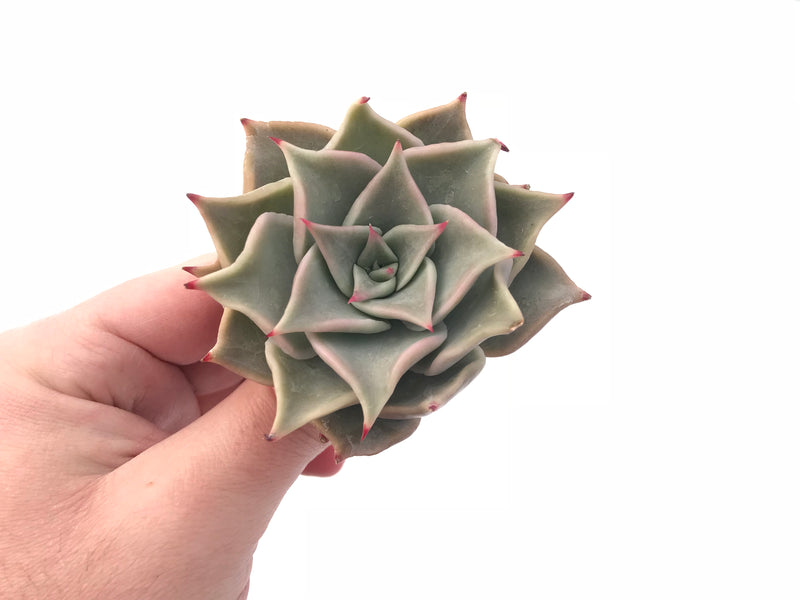 Echeveria Madiba 3” Rare Succulent Plant