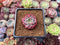 Echeveria 'Alliance' 1" Succulent Plant