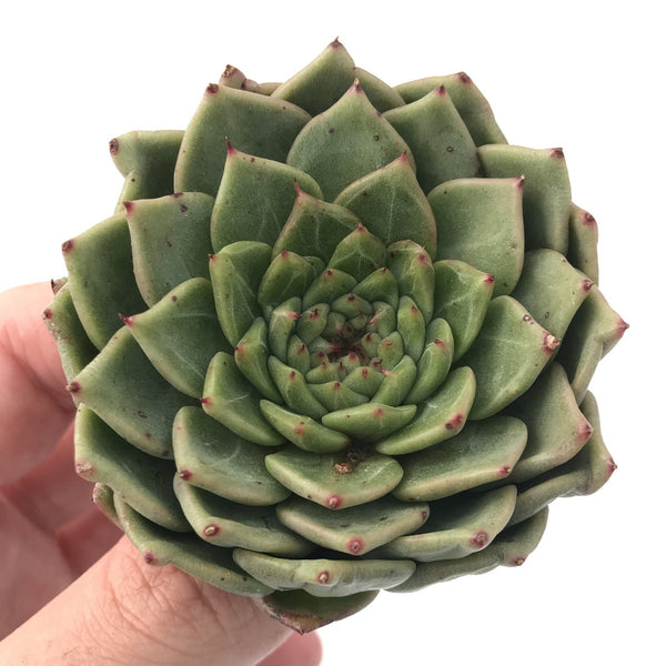 Echeveria Agavoides 'Rajoya' 4" Succulent Plant