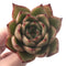 Echeveria Agavoides 'Padma' 4" Succulent Plant