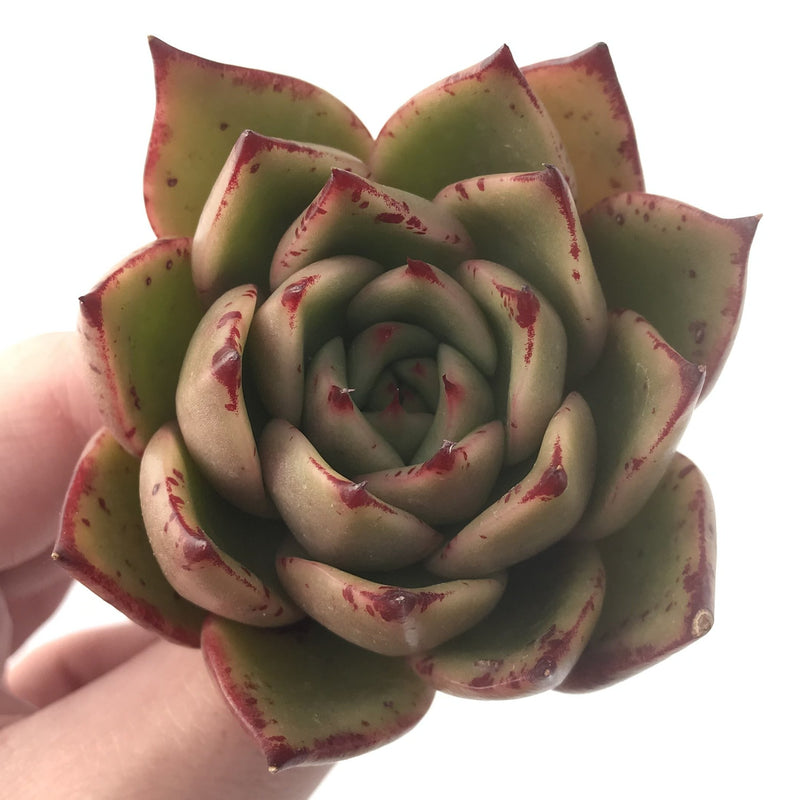 Echeveria Agavoides 'Padma' 4" Succulent Plant