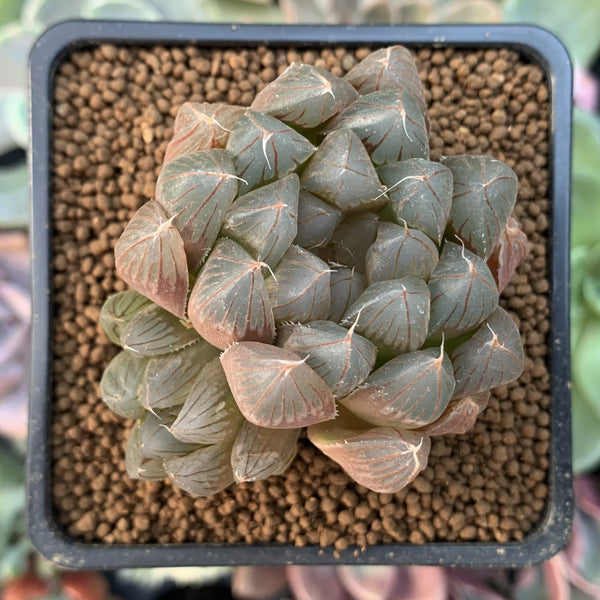 Haworthia Cymbiformis 'Black Obtusa' 2" Succulent Plant