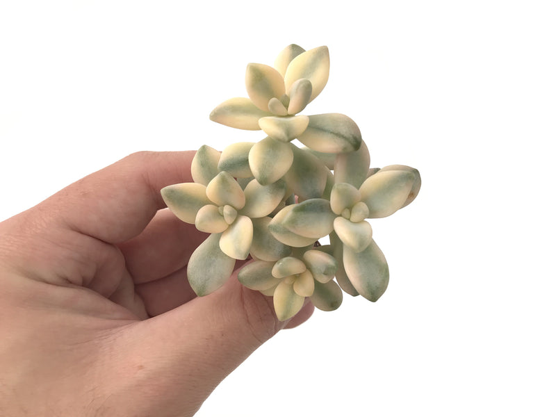 Graptoveria 'Titubans' Variegated Cluster 3" Succulent Plant