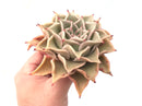 Echeveria 'Madiba' Large Specimen 4"-5” Rare Succulent Plant