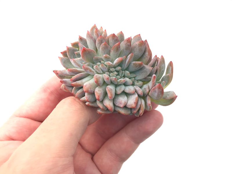 Echeveria 'Elegnas Potosina' Crested Cluster 2" Rare Succulent Plant