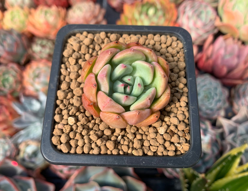 Echeveria 'Apple Pie' 1" Succulent Plant