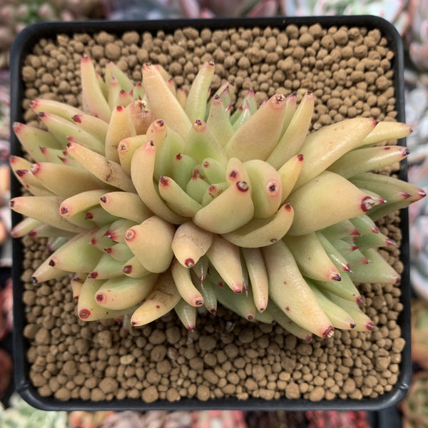 Echeveria Agavoides 'Maria' Crested 4" Succulent Plant