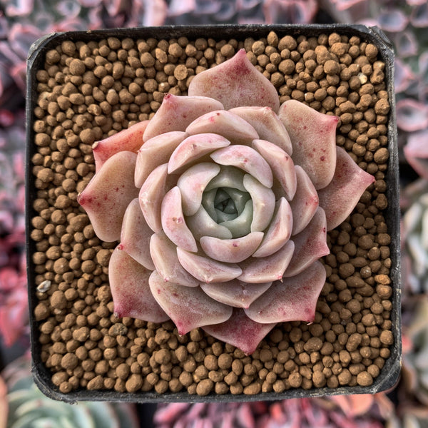 Echeveria 'Colina' 1" Succulent Plant