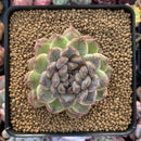 Echeveria Agavoides 'Amethyst' 3" Succulent Plant