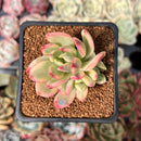 Echeveria 'Minibelle' Variegated 2" Succulent Plant