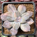 Quetzalcoatlia 'Pentandra Superba' Variegated 2" Succulent Plant (Formerly Graptopetalum 'Pentandrum Superbum' Variegated)