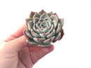 Echeveria 'Keralean' 2"-3" Succulent Plant