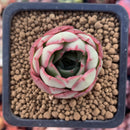 Echeveria 'Hailey' 2" Succulent Plant